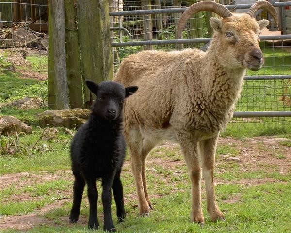 cark phase (black) birth coat