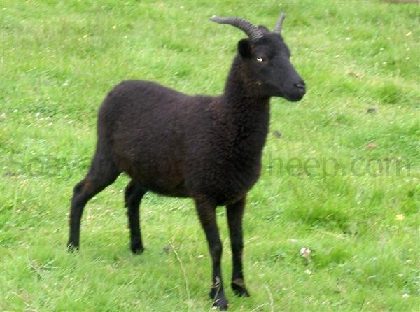 self black mature ewe