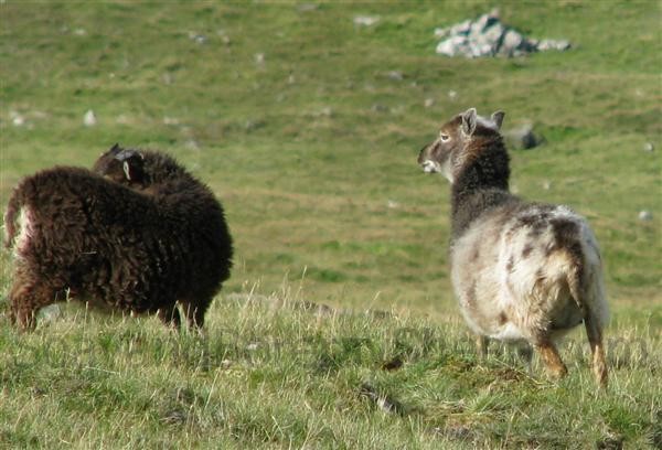 non typical coloration Soay ewe Hirta
