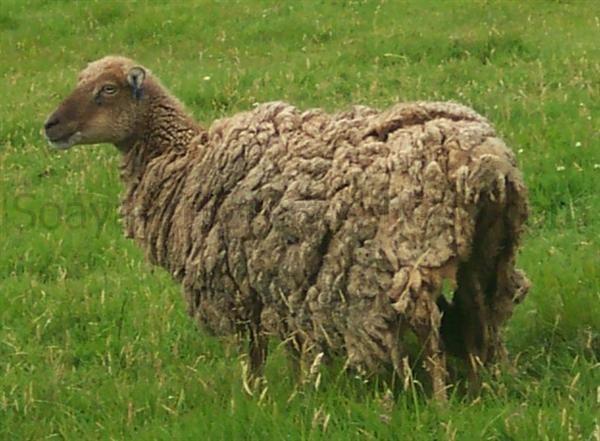 soay ewe does not moult