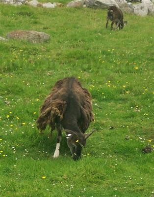 soay ewe moulting