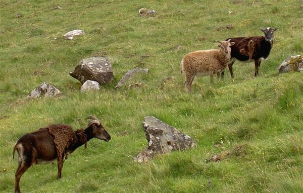 Soay ewes moulting