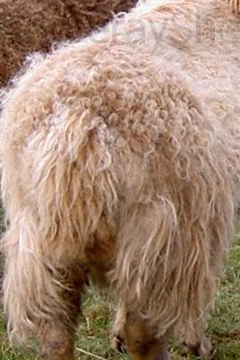 detail primitive light phase Soay ewe