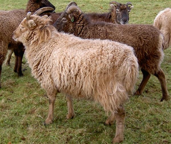 Primitive light phase Soay ewe winter
