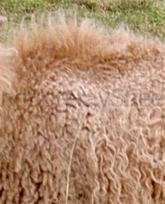 light phase hairy, neck