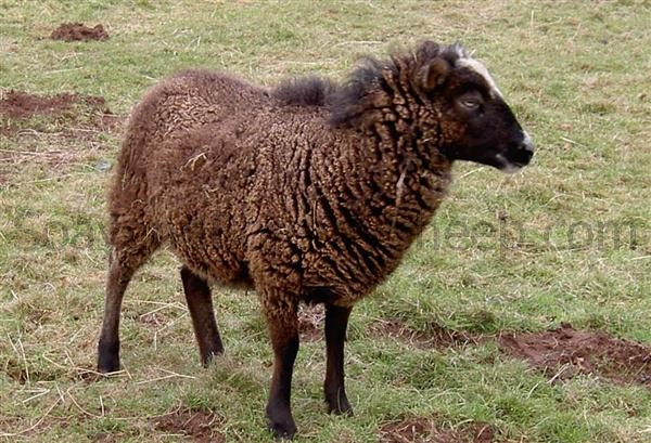 semi-hairy fleeced soay ewe