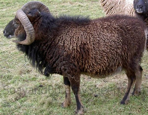 hairy primitive Soay ram in winter