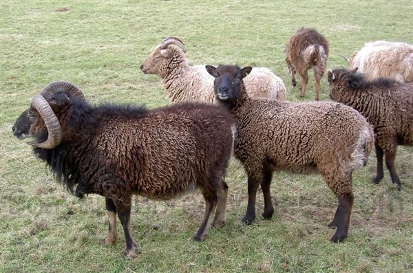 primitive and woolly Soay sheep