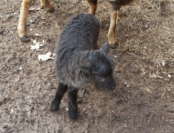 black Soay lamb