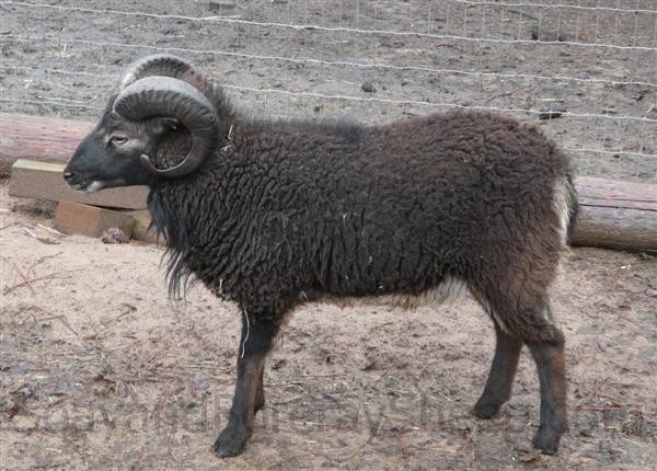 dark phase adult ram