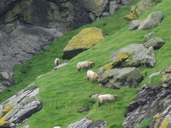 boreray sheep on boreray