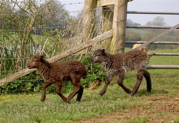 twin Soay lambs