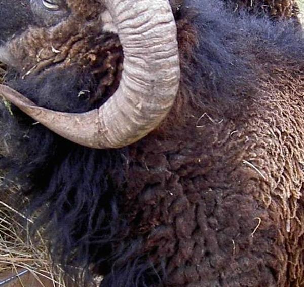 detail hairy Soay fleece winter