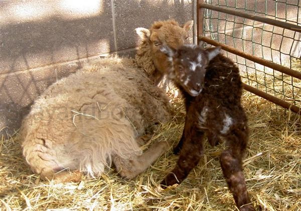 medium chocolate Soay ram lamb