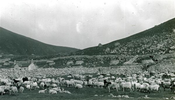 flock of sheepnear Factors House, Hirta