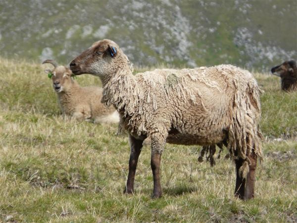 light phase Soay ewe Hirta