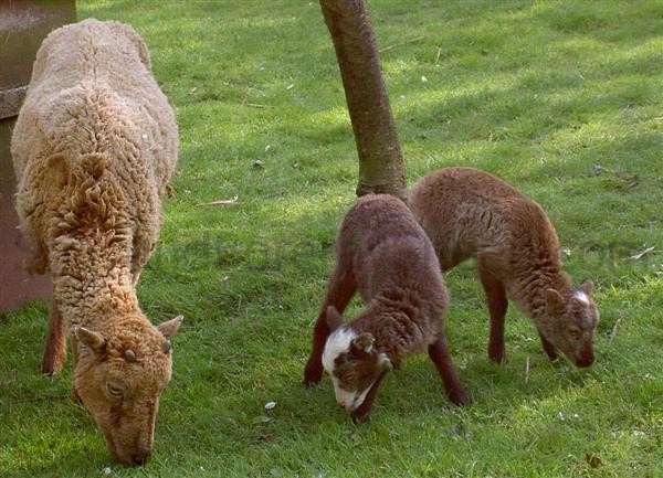 spay lambs medium chocolate color