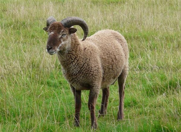 light phase Soay with white markings