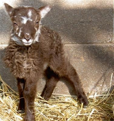 Soay rams lamb