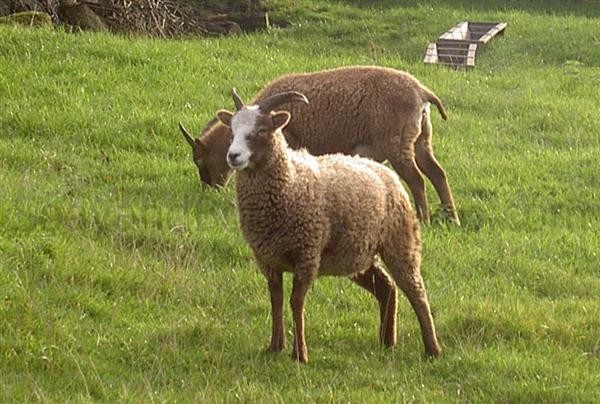 light phase self ewe