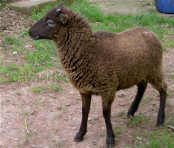 self  dark ewe