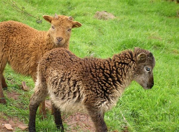 twin Soay lambs
