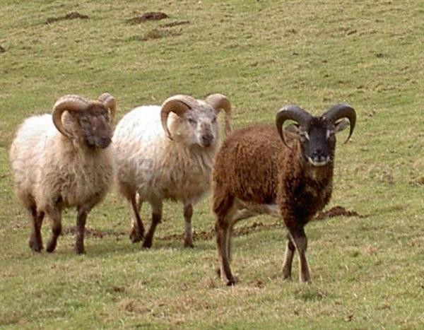 two boreray one Soay ram