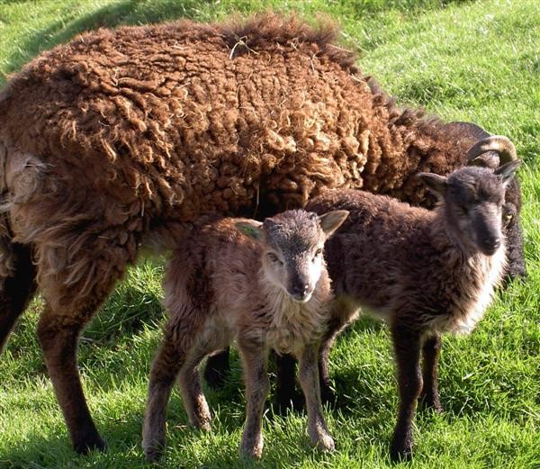 dark mouflon ram lamb left
