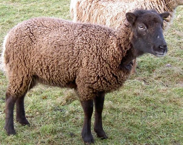 woolly Soay ewe, winter