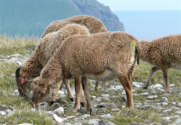 Soay ewes fully shed Hirta