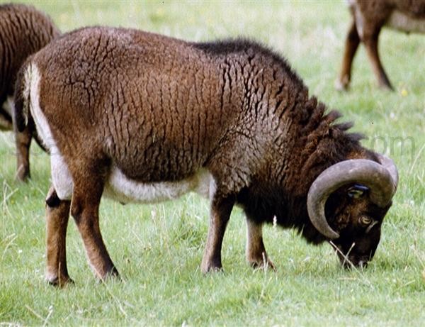 Soay ram full shed Hirta