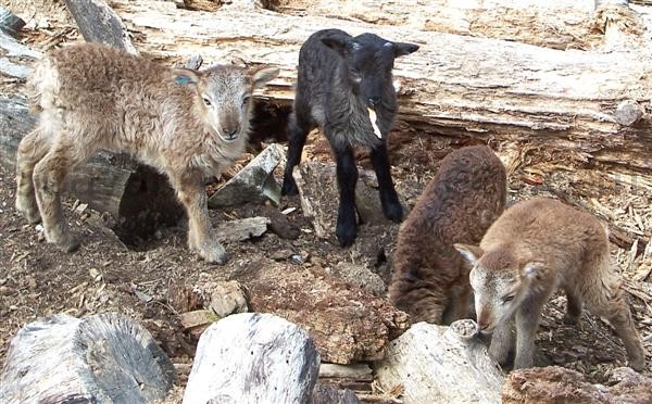 variety of colours in Soay lambs