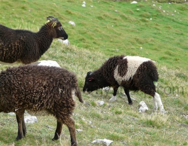 Non typical coloration