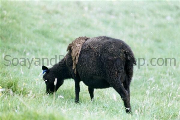 dark phase self ewe Hirta