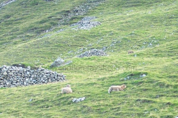 very pale light phase Soay ewes